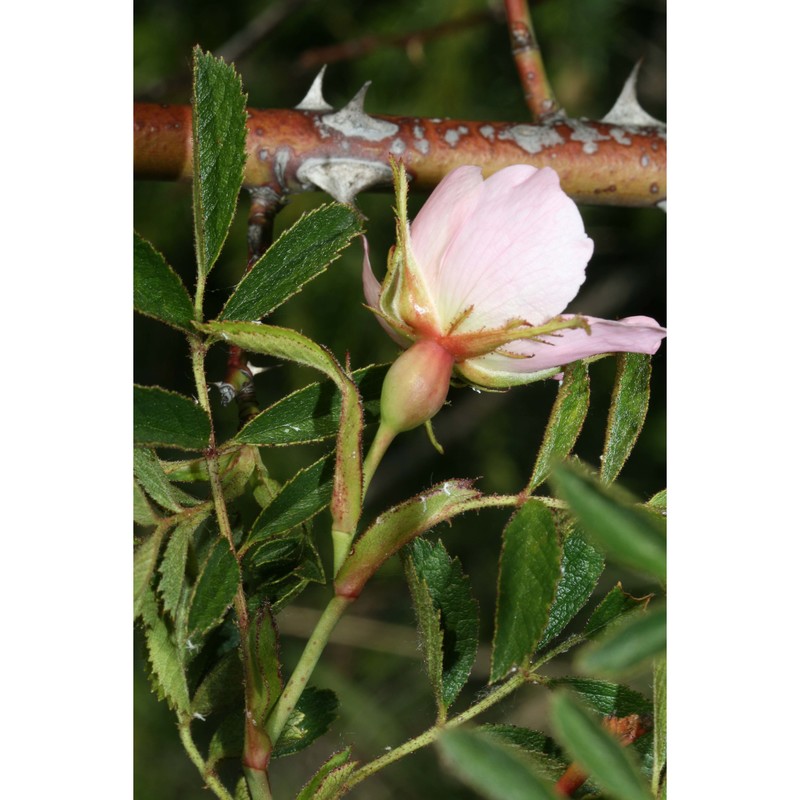 rosa elliptica tausch