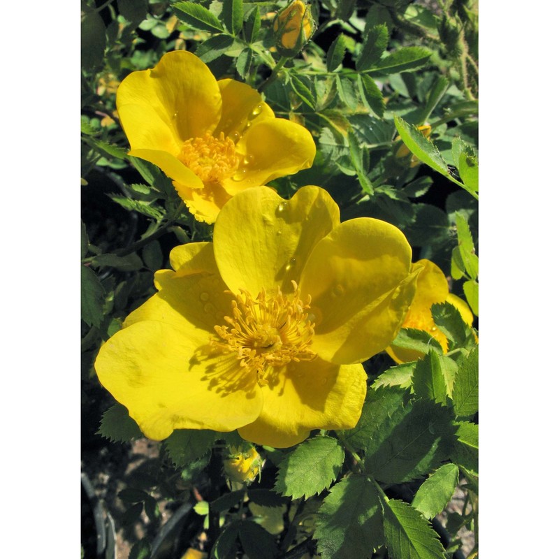 rosa foetida herrm.