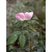 rosa gallica l.