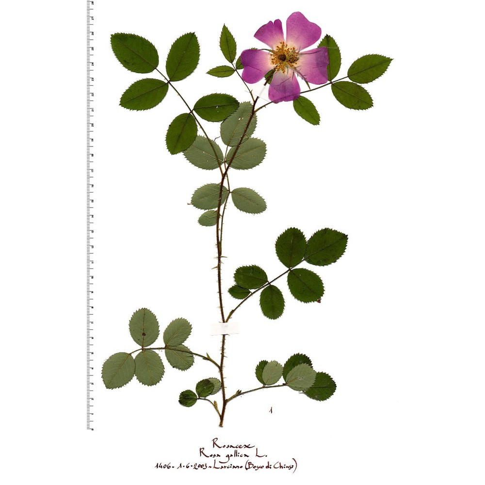 rosa gallica l.