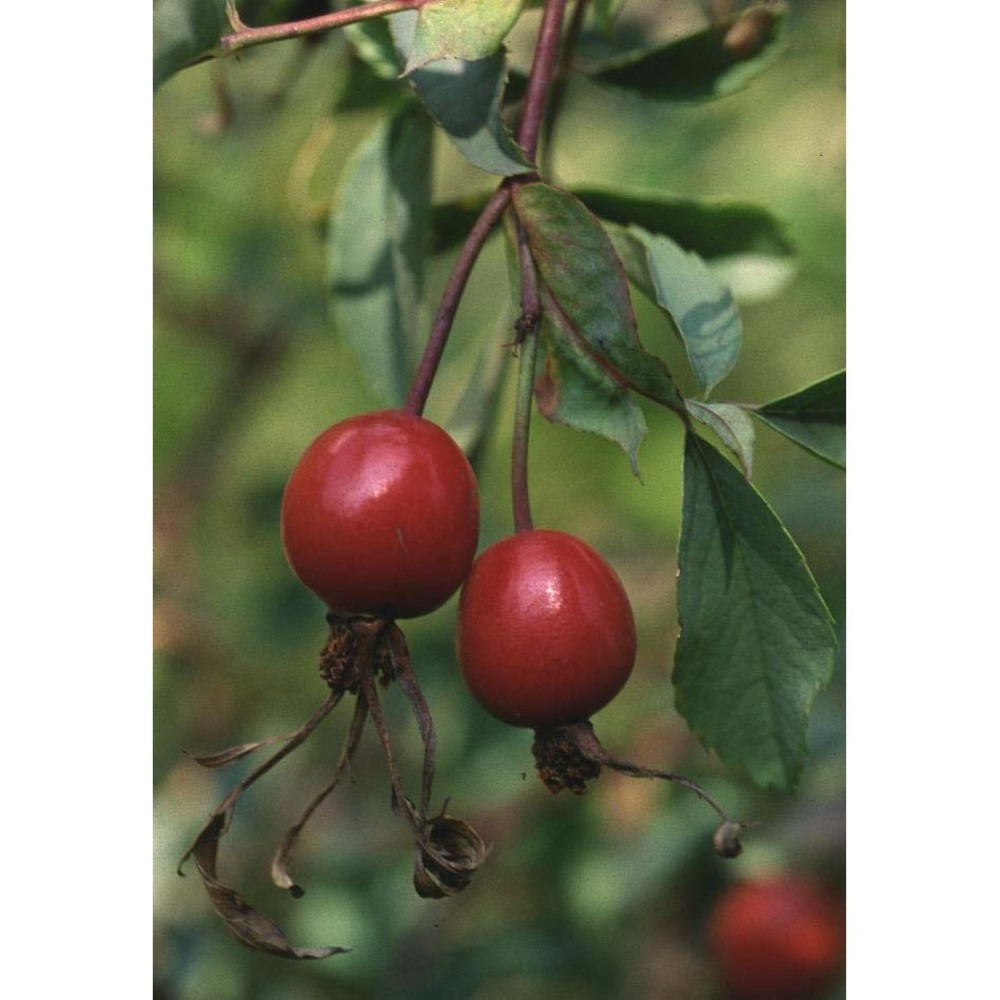 rosa glauca pourr.