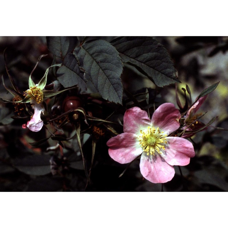 rosa glauca pourr.