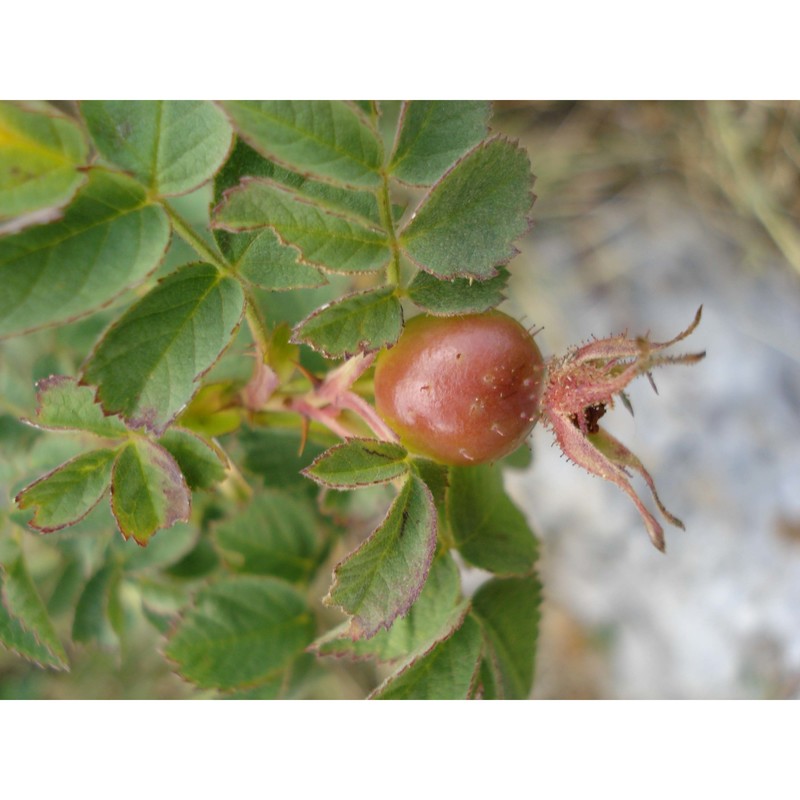 rosa heckeliana tratt.