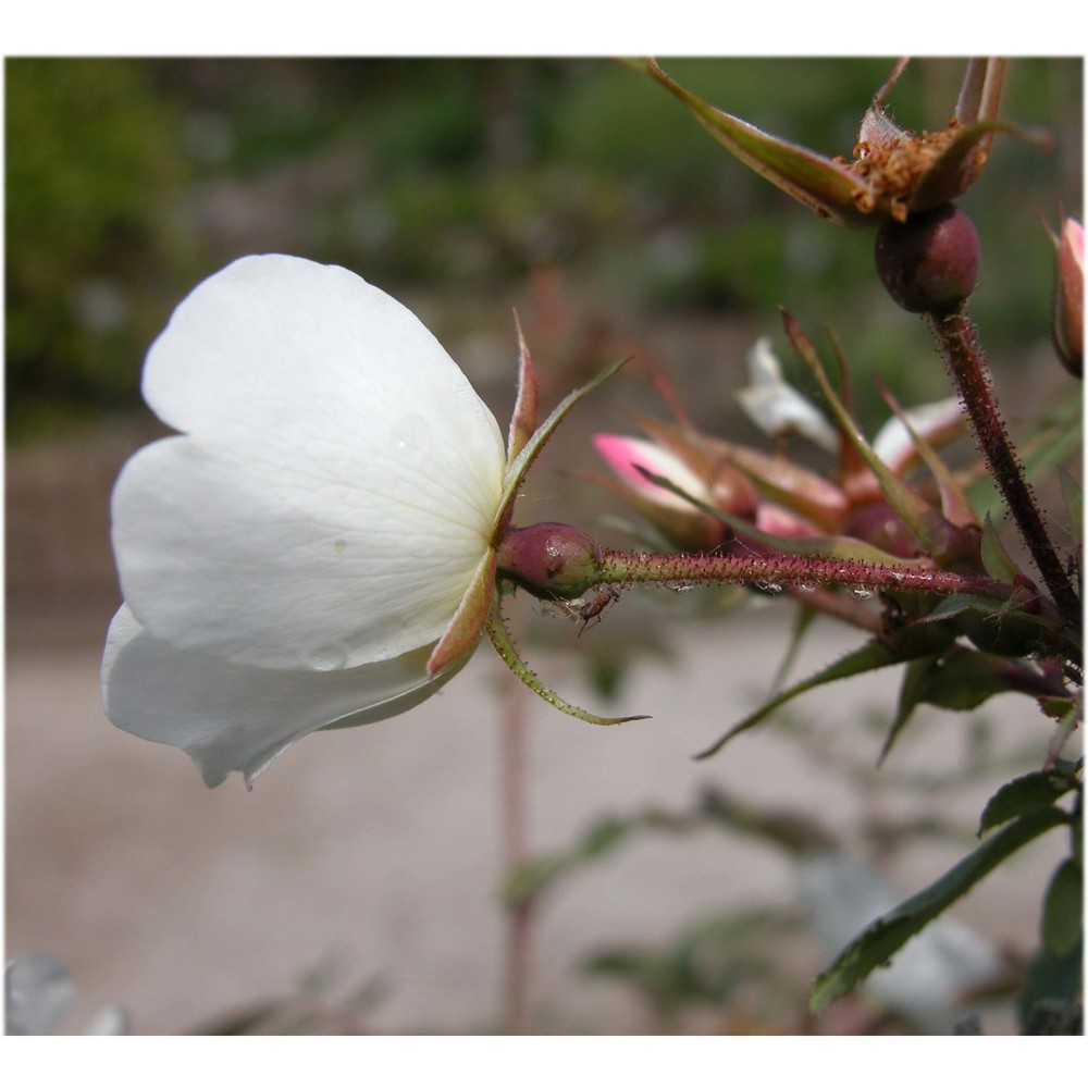 rosa majalis herrm.