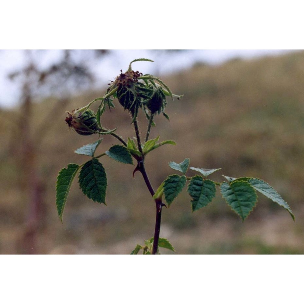 rosa micrantha borrer ex sm.