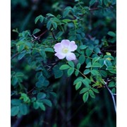 rosa micrantha borrer ex sm.