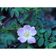 rosa micrantha borrer ex sm.