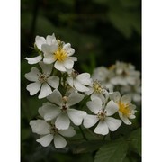 rosa multiflora thunb.