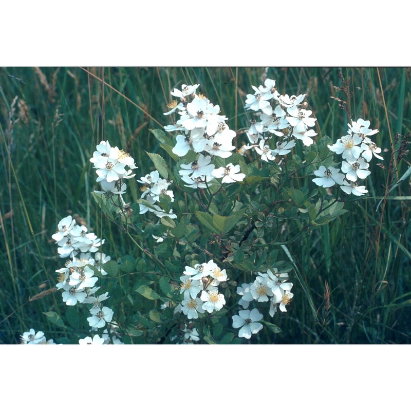 rosa multiflora thunb.