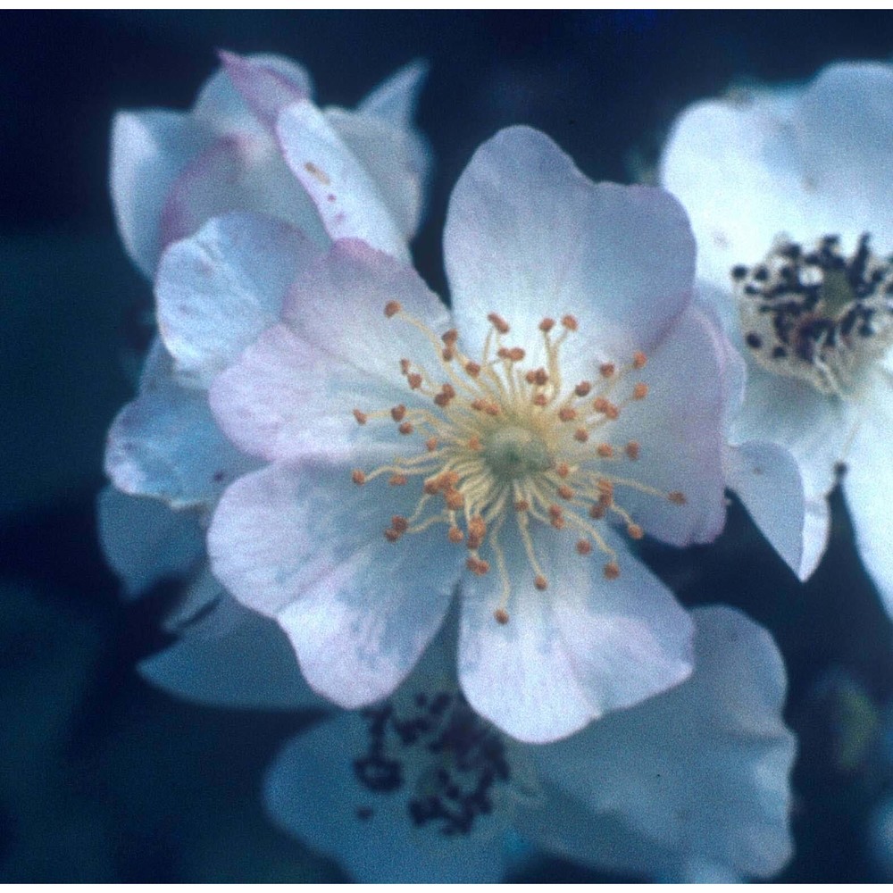 rosa multiflora thunb.