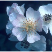 rosa multiflora thunb.