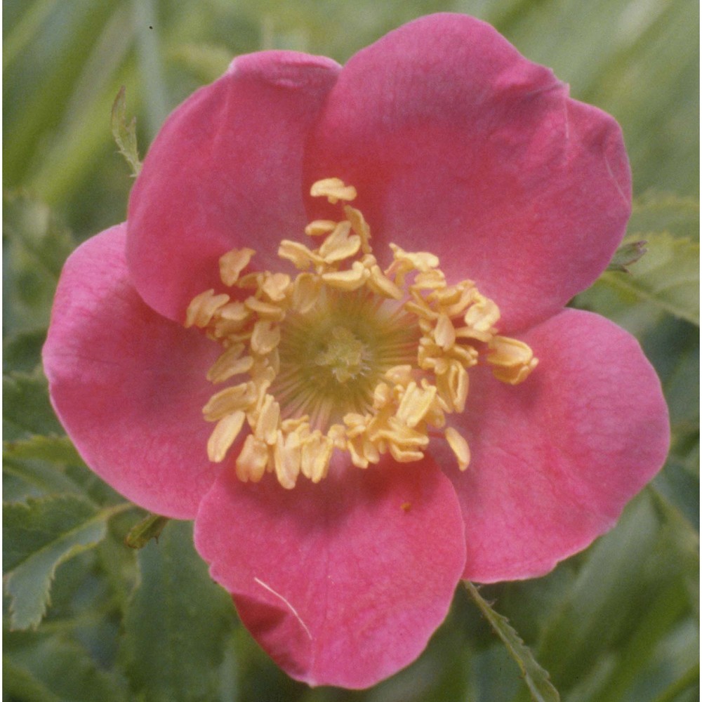 rosa pendulina l.