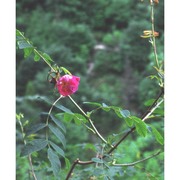 rosa pendulina l.