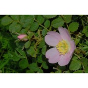 rosa pulverulenta m. bieb.