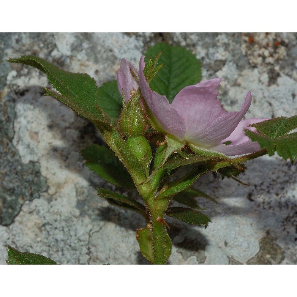 rosa pulverulenta m. bieb.