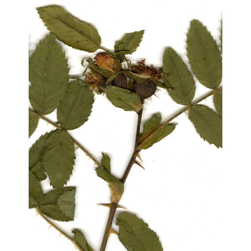 rosa rhaetica gremli