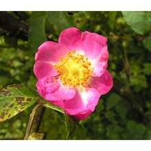 rosa rubiginosa l.