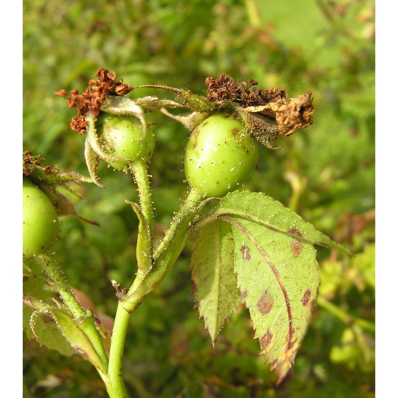 rosa rubiginosa l.