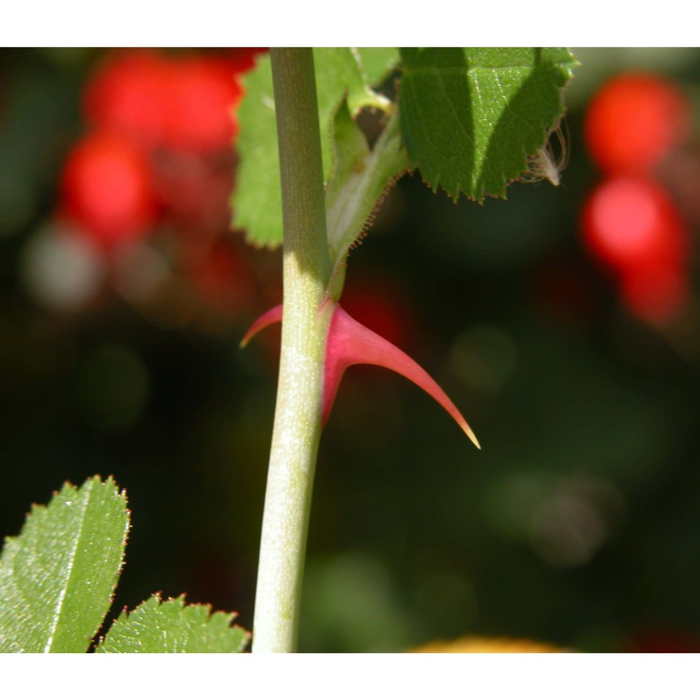 rosa rubiginosa l.