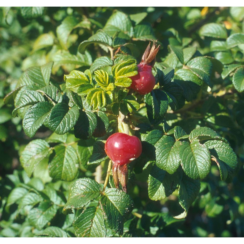 rosa rugosa thunb.