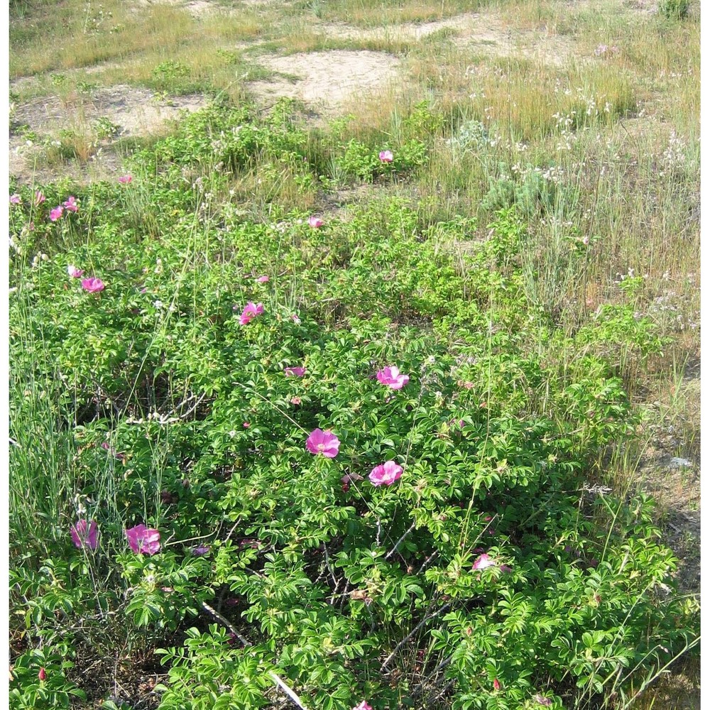 rosa rugosa thunb.