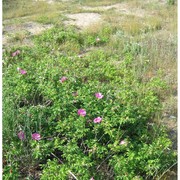 rosa rugosa thunb.