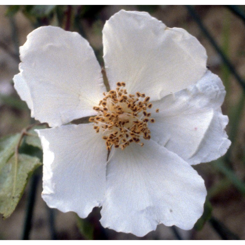 rosa sempervirens l.