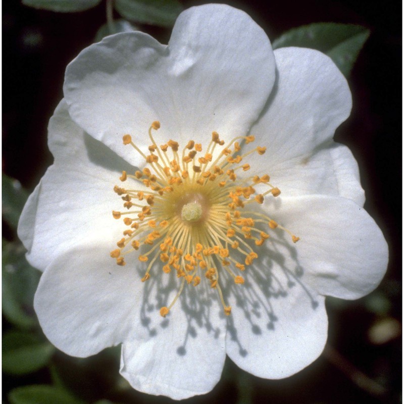 rosa sempervirens l.