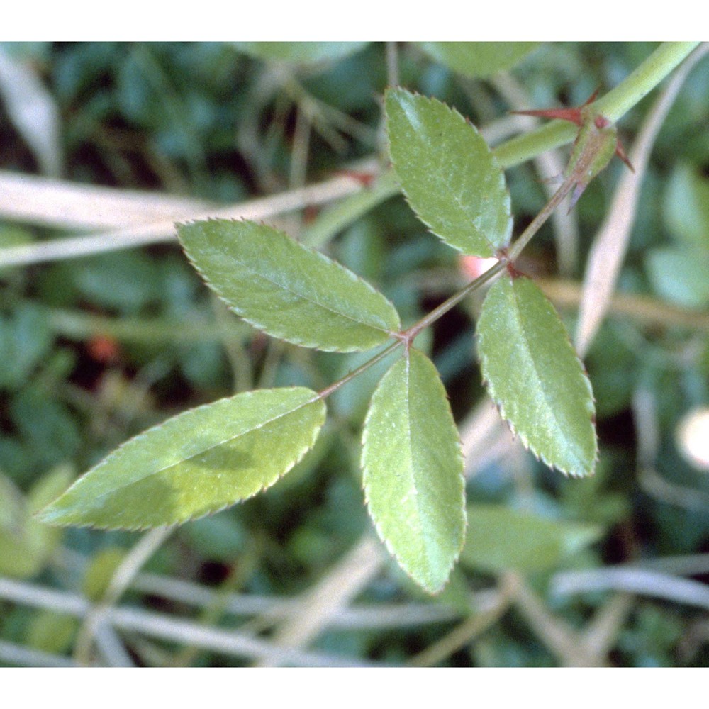 rosa sempervirens l.