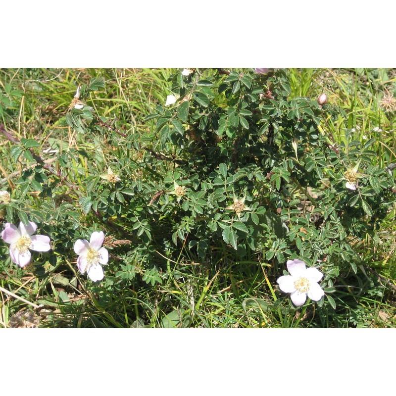 rosa sicula tratt.