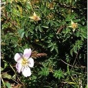 rosa sicula tratt.