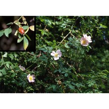 rosa squarrosa (a. rau) boreau