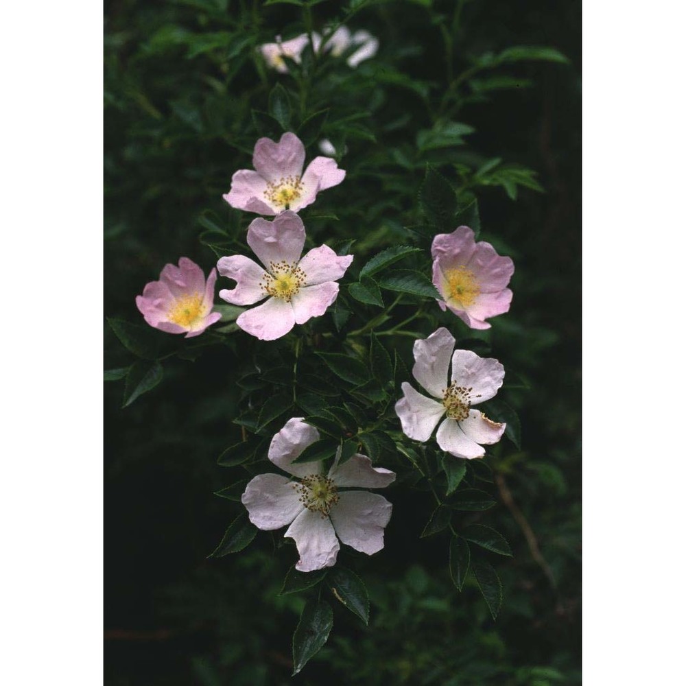 rosa squarrosa (a. rau) boreau