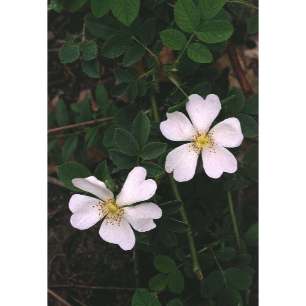 rosa squarrosa (a. rau) boreau