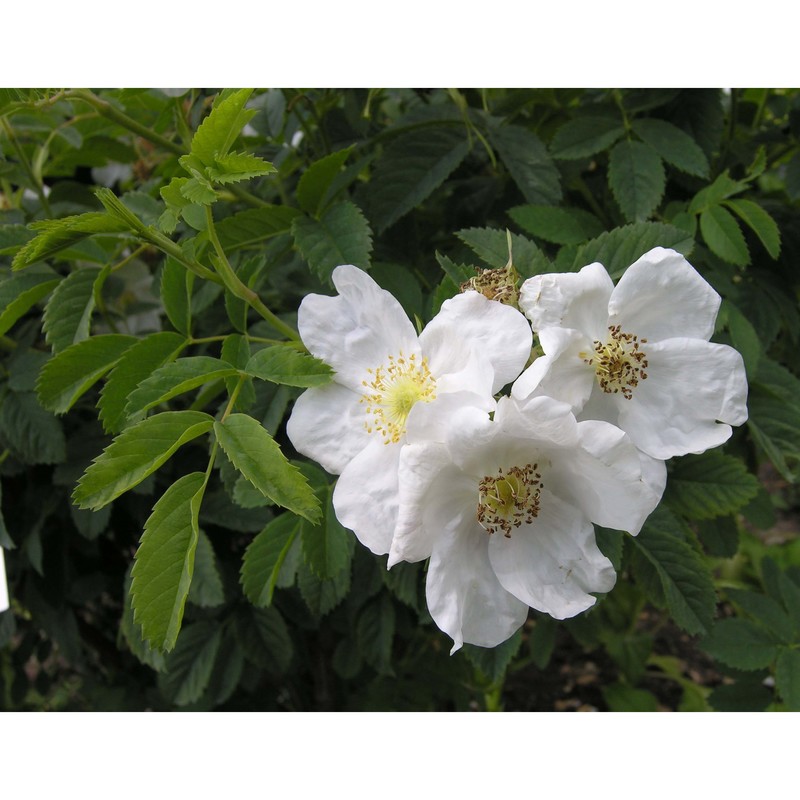 rosa tomentosa sm.