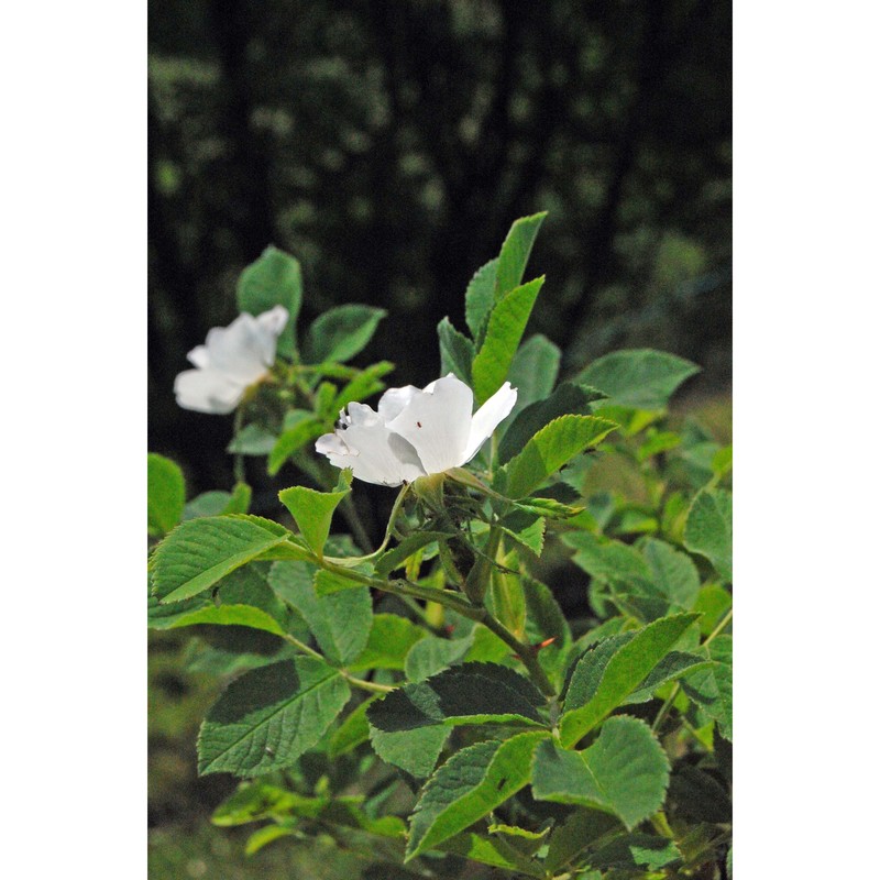 rosa tomentosa sm.