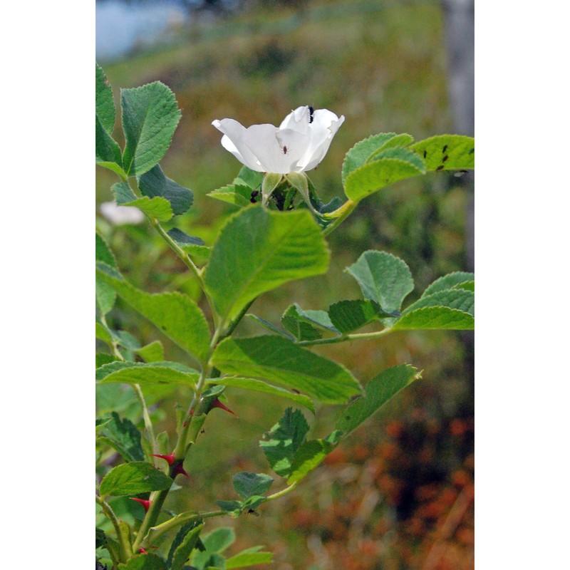 rosa tomentosa sm.