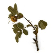 rosa uriensis lagger et puget ex cottet