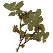 rosa uriensis lagger et puget ex cottet