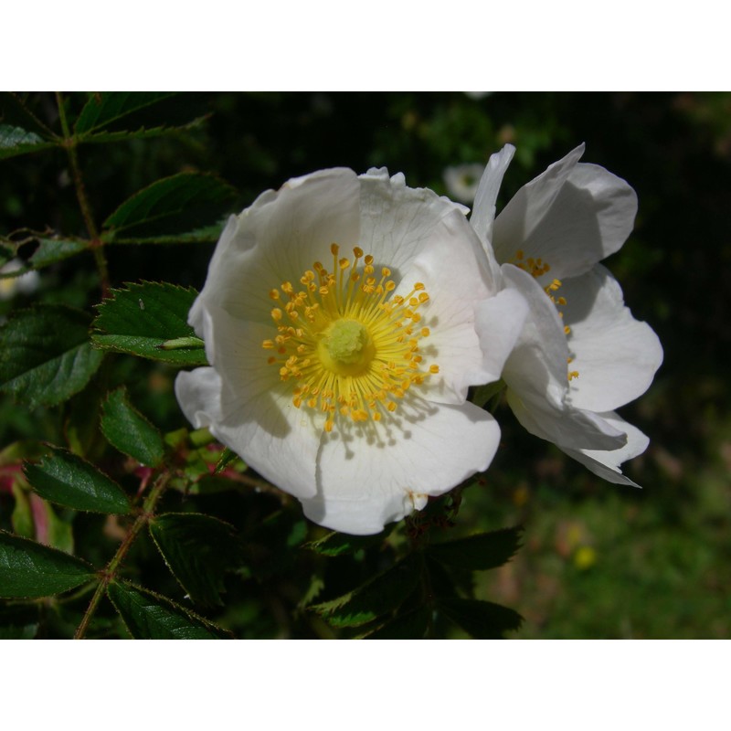 rosa viscosa jan ex guss.