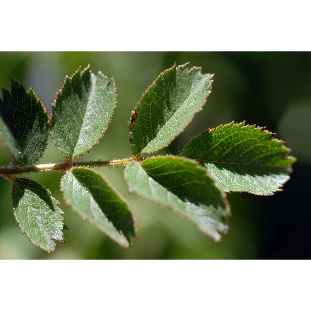 rosa viscosa jan ex guss.