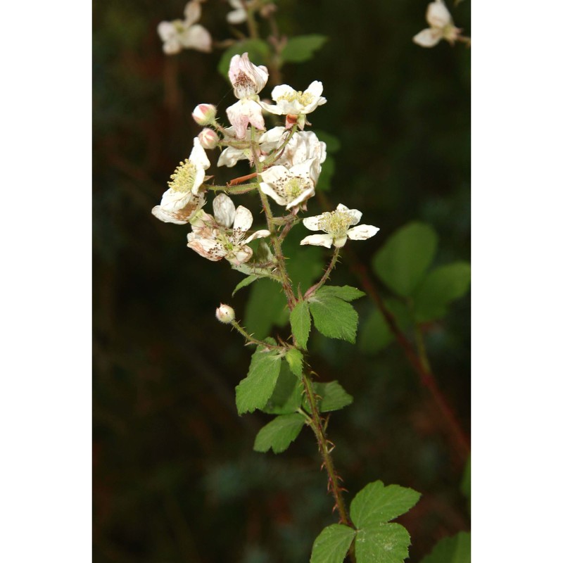 rubus aetnicus tineo ex nyman