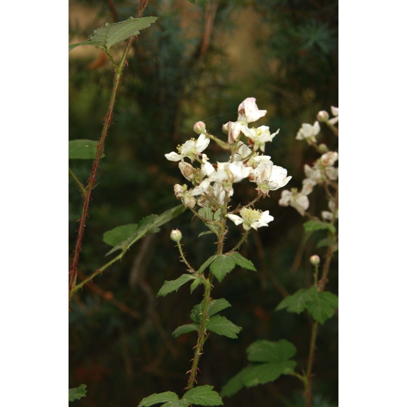 rubus aetnicus tineo ex nyman