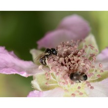 rubus anatolicus focke