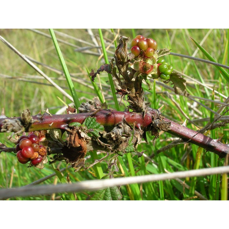 rubus armeniacus focke