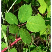 rubus armeniacus focke