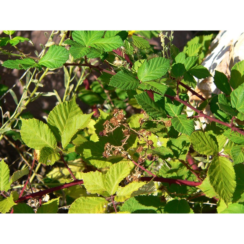 rubus armeniacus focke