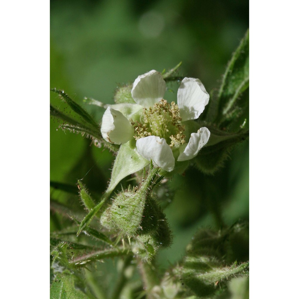 rubus arrigonii camarda