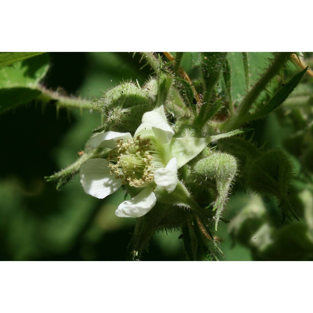 rubus arrigonii camarda