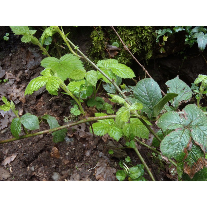 rubus arrigonii camarda